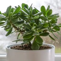 Según el Feng Shui, las plantas que atraen la abundancia y que son ideales para el interior de tu casa