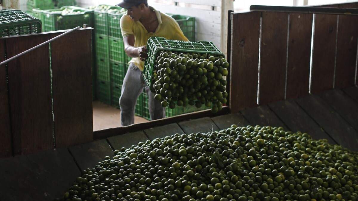 Un trabajador descarga limones en una planta empacadora en la localidad de La Ruana, en Michoacán