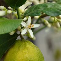 Los abonos caseros que podés preparar en casa para que tu limonero explote de frutos esta temporada