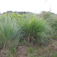 La planta que protege tu casa de vecinos chismosos, crece en tiempo récord y sobrevive con pocos cuidados