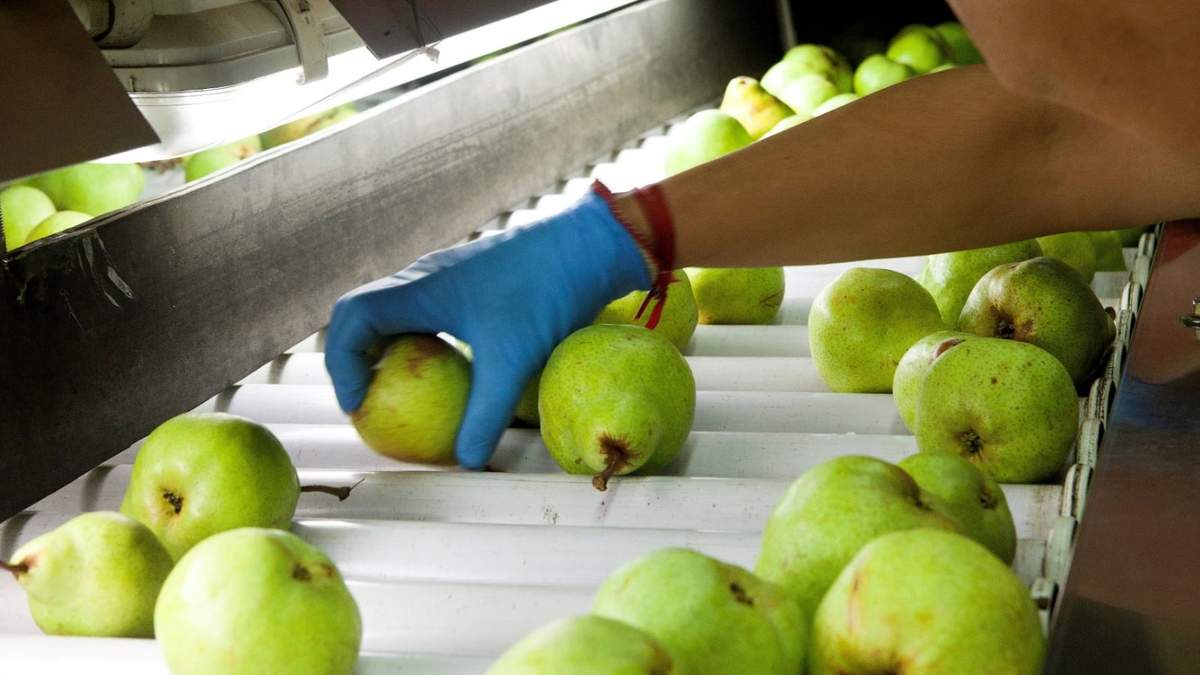 Producción del sector frutícola en Río Negro. Fuente: (Twitter)