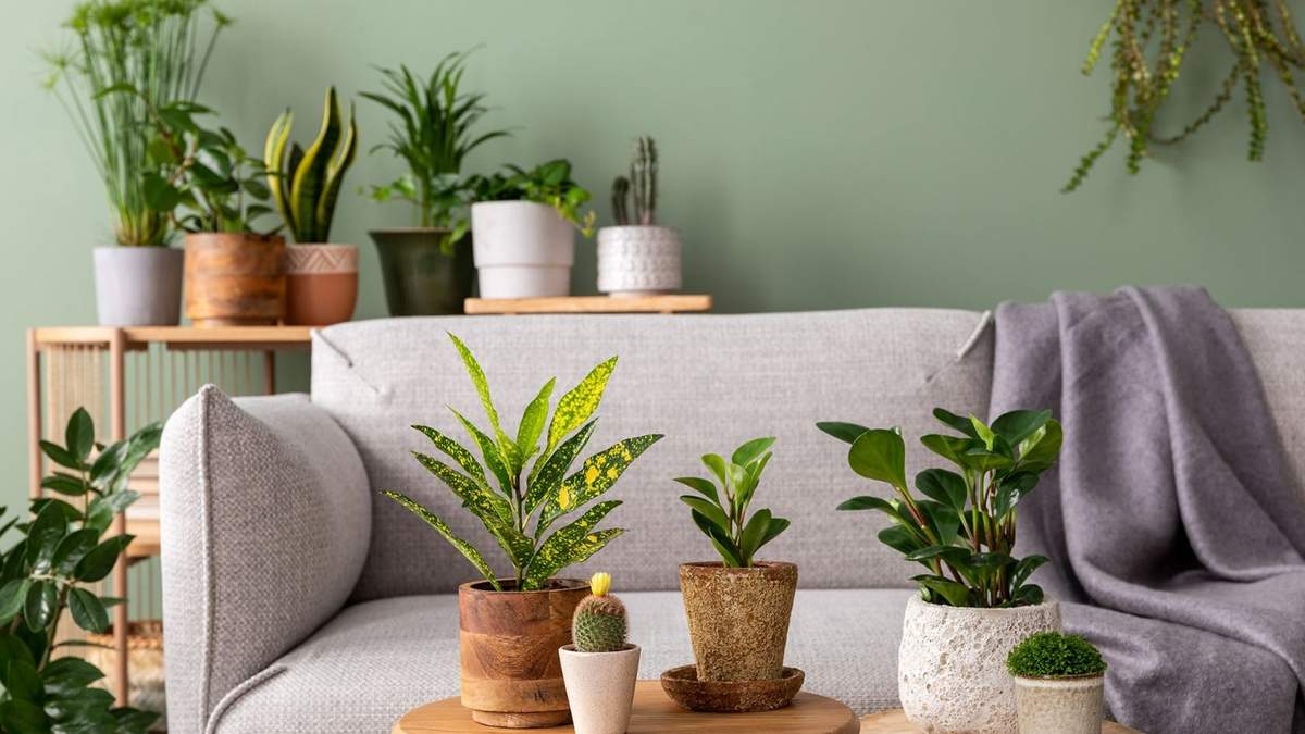 Plantas. Fuente: (Instagram)