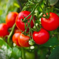 Sin fertilizantes costosos: el secreto de los jardineros para que tu planta de tomate dé muchos frutos todo el año