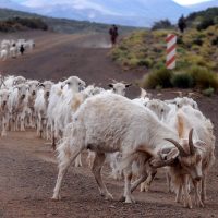Aprobaron proyectos de pequeños productores neuquinos