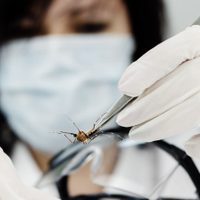 ¡Alerta dengue! Sigue subiendo la cantidad de infectados y de casos autóctonos