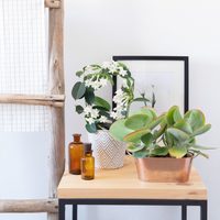 El secreto para cuidar tu planta de Jardín en el interior de tu hogar y que se conserve sana y rozagante