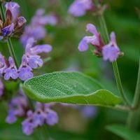 5 tipos de plantas Salvia que embellecerán tu casa: conocé las asombrosas virtudes de cada una