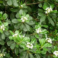 A prueba de todo: la planta que casi no necesita riego en invierno y da muchas flores con un exquisito aroma