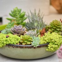 Tres trucos sencillos para rejuvenecer las suculentas y que crezcan más saludables