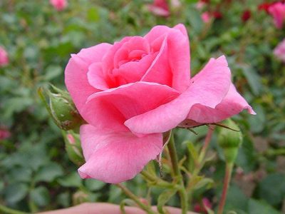 La planta de hermosas y llamativas flores, que nunca se enferma y que vas a querer tener en tu jardín