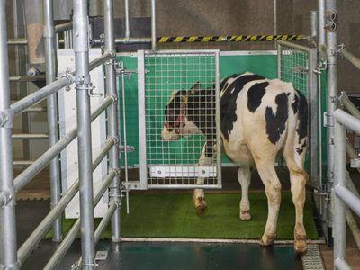 Enseñan a las vacas a usar letrinas para contribuir a la reducción de emisiones contaminantes