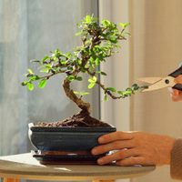 El truco de los jardineros: cómo hacer un bonsái de tu suculenta favorita