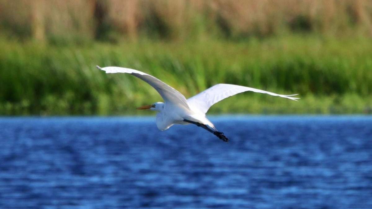 Garza Blanca. Fuente: (Instagram)