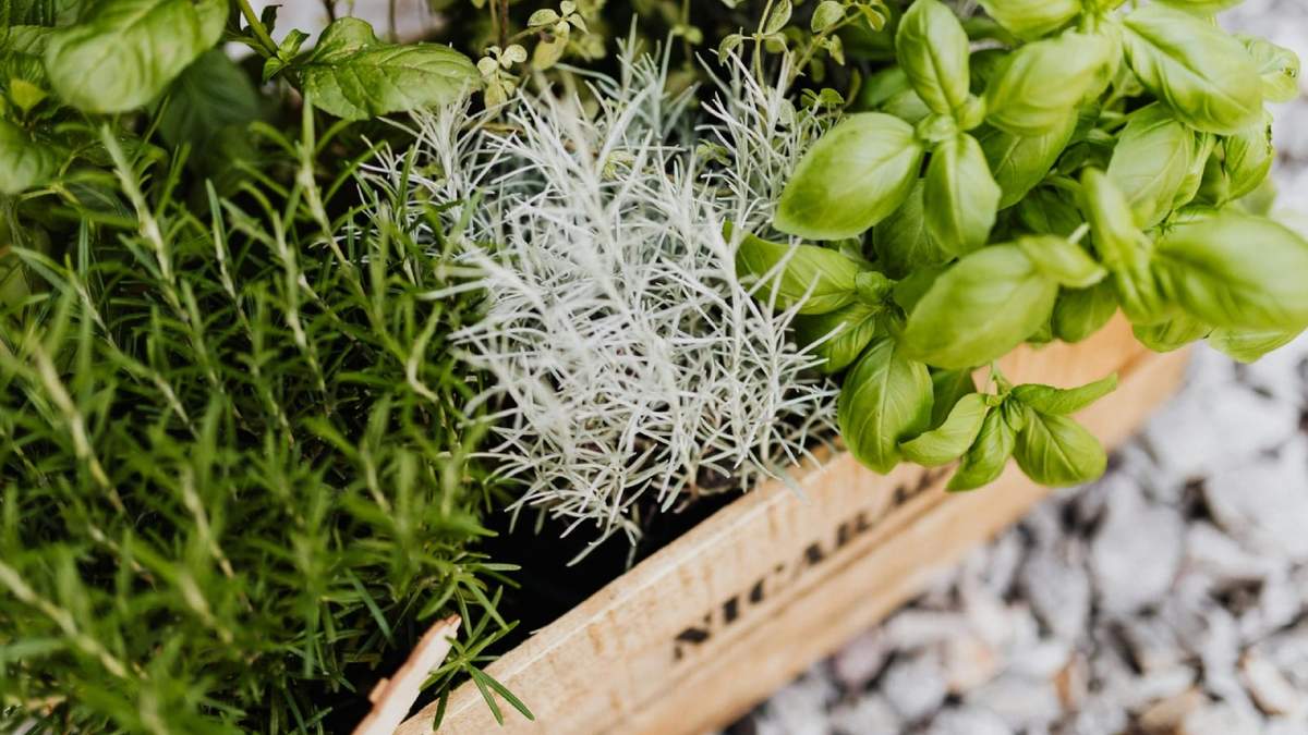 Plantas. Fuente: (Instagram)