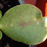 Suculentas: las principales razones por las que aparecen manchas marrones en las hojas