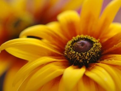 La planta pequeña con hermosas flores amarillas que no puede faltar en tu jardín en primavera