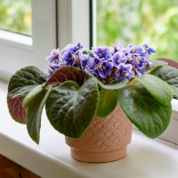 Tras la llegada del invierno: 4 plantas que florecen todo el año y no se marchitan con el frío