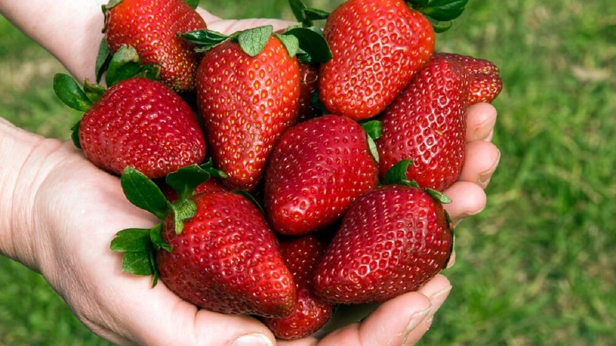 Frutillas. Fuente: (X)