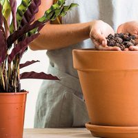 Con un ingrediente muy común en tu cocina, así podés limpiar tus macetas de barro y dejarlas como nuevas