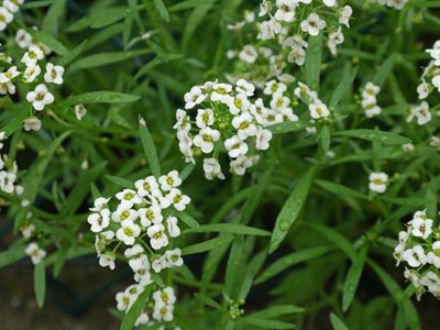La planta que resiste todas las temperaturas y la gran mayoría busca por su potente aroma a miel