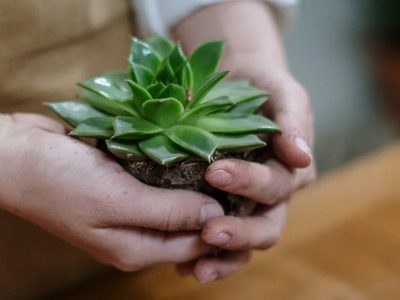 Consejos infalibles para que las suculentas crezcan saludables y lozanas