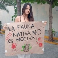 Contrato del Tren Maya contra jaguares, venados y tapires desata indignación entre ambientalistas
