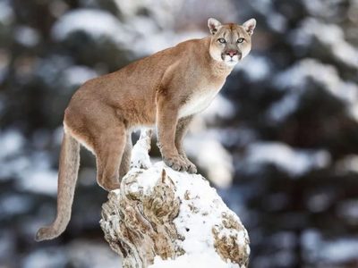 Terror en Bariloche: un puma está suelto en la ciudad y no lo pueden encontrar
