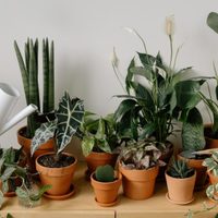 Olvidate de las alergias, la valiosa planta que purifica el aire de tu hogar y es muy resistente