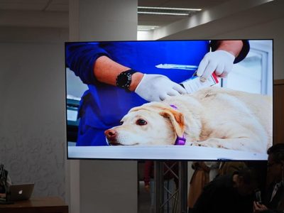 Caso Refugio Franciscano: 171 perros reciben atención médica prioritaria y seis murieron