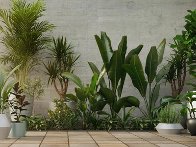 4 plantas hermosas y frondosas que son tendencia en decoración y son ideales para esos rincones difíciles