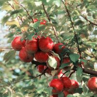 Tener tu propio árbol de manzanas es posible con este truco de los viveristas que no falla