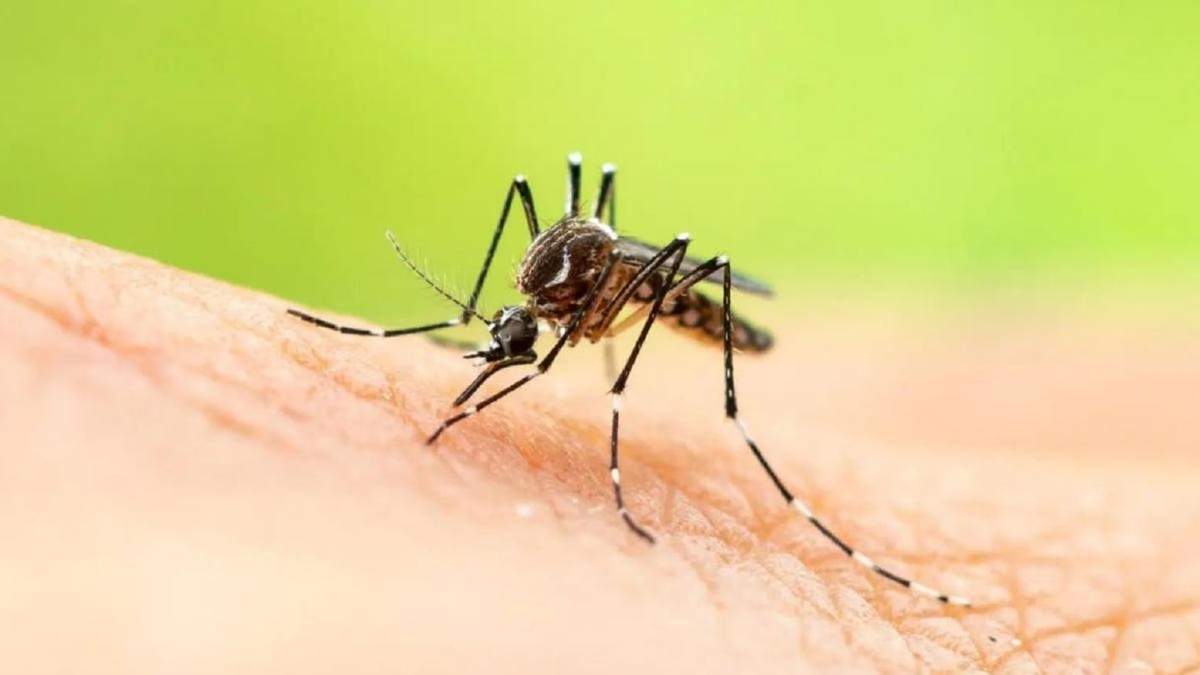 Mosquitos.Fuente: (Instagram)