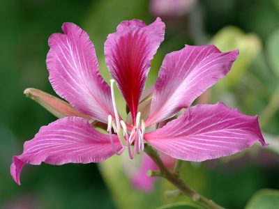 La planta que podés reproducir gratis, de una manera muy fácil, y que deslumbrará en tu jardín