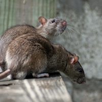 Increíble pero cierto: un hombre falleció tras ser mordido por una rata en un hospital de India