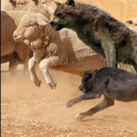 Tierra del Fuego enfrenta una crisis rural por el aumento de perros salvajes y sus ataques al ganado
