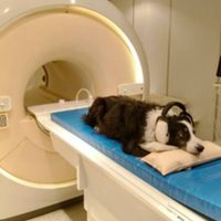 Los cerebros de los perros pueden distinguir entre idiomas