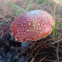 Alerta en la Patagonia: el hongo venenoso Amanita muscaria avanza sobre los bosques nativos de Neuquén