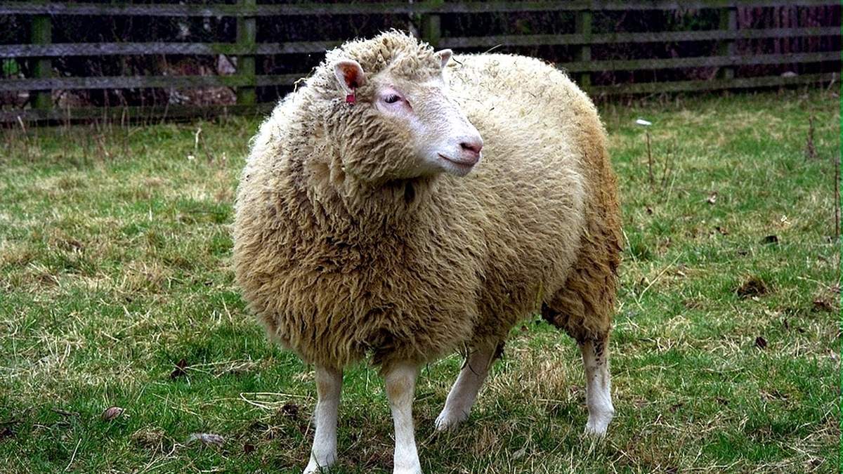 La oveja Dolly
