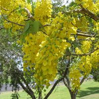La exuberante planta de color dorado y un perfume penetrante, cuyas varas florales llegan a medir medio metro