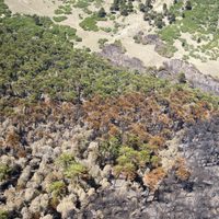 Desde el Gobierno afirman que recuperar el bosque quemado de Quillén tomará cinco veranos