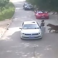 Tigre ataca a una mujer que bajó de un auto durante un safari (Video)