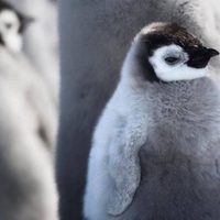 Cambio climático ahoga a miles de crías de pingüino emperador; desaparece colonia