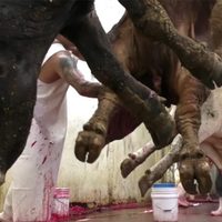 Desde puñaladas hasta choques eléctricos... denuncian tortura animal en rastros mexicanos (Video)
