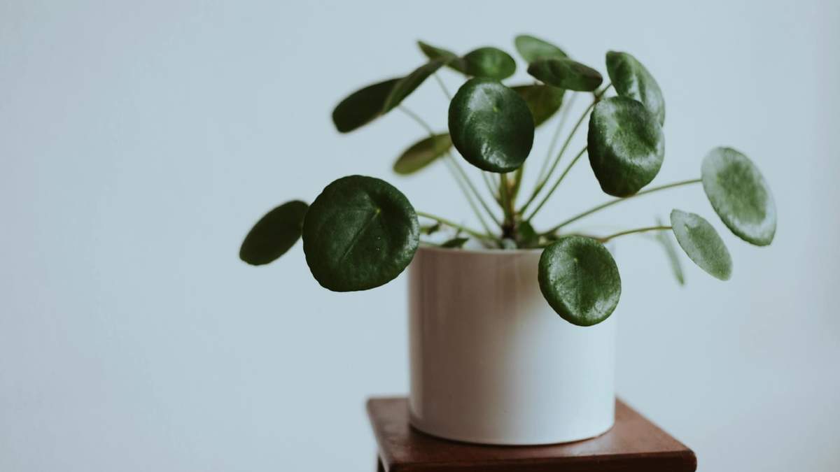 Plantas. Fuente: (Instagram)