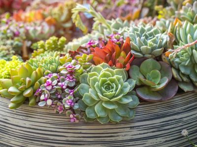 Suculentas: qué variedades recomienda el feng shui para atraer la buena fortuna