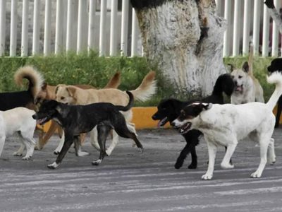 Perros sueltos en Villa La Angostura: una problemática para la comunidad y la fauna silvestre