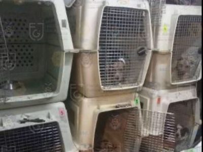 Rescatan perros y palomas de presunto maltrato animal en Narvarte