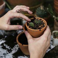 Con 3 ingredientes muy fáciles de conseguir, así podés ayudar a la reproducción de tus plantas