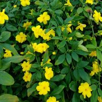La planta de pocos cuidados y hermosa para decorar o cubrir paredes que no te puede faltar en primavera
