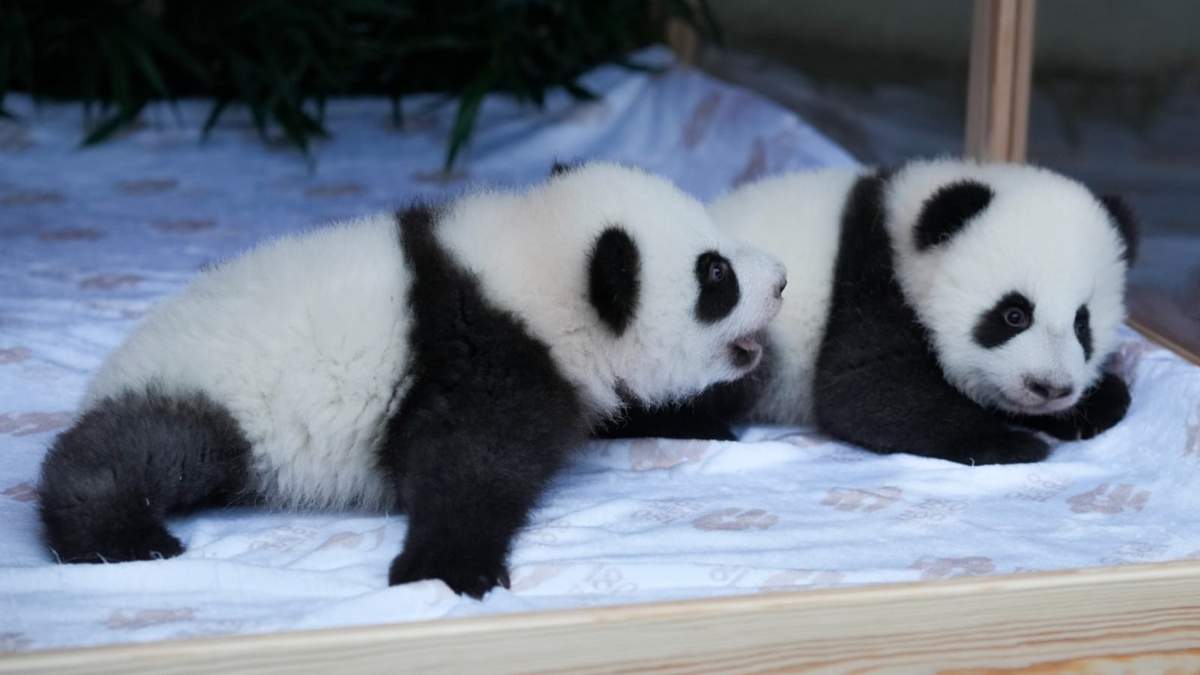 Los pandas recién nacidos, Meng Hao y Meng Tian o Leni y Lotti, en su recinto durante la presentación oficial de sus nombres, en el zoo de Berlín, Alemania, el 6 de diciembre de 2024